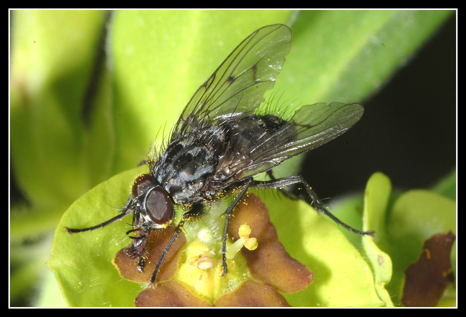 Dalla Sicilia: Phaonia trimaculata M e F  (Muscidae)